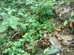 Bothriechis thalassinus