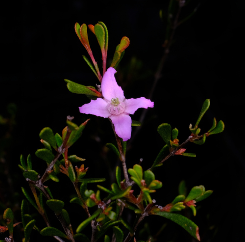 Image of Boronia crenulata by (c) Peter Crowcroft, some rights reserved (CC BY)