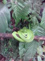 Bothriechis thalassinus