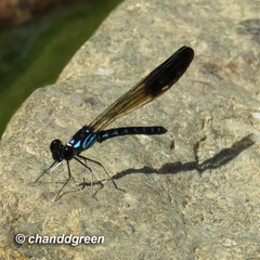 Heliocypha perforata