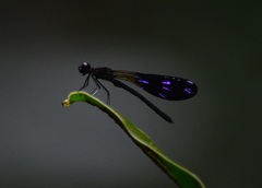 Aristocypha fenestrella