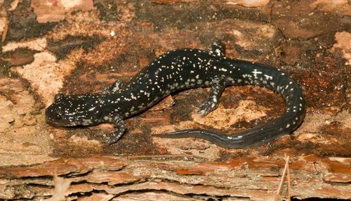 Kiamichi Slimy Salamander