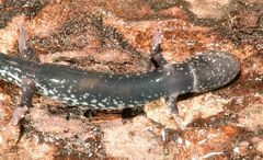 Plethodon kiamichi