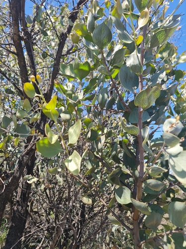 Image of Hakea petiolaris by (c) Belinda Forbes, some rights reserved (CC BY)
