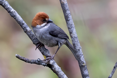 Rufous-Eared Brush-Finch photo 1