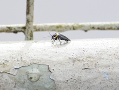 Hemithyrsocera palliata