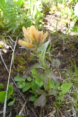 Castilleja miniata fulva
