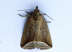 Capis curvata