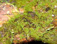 Polystachya ottoniana