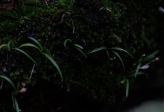 Polystachya ottoniana