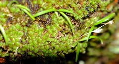 Polystachya ottoniana