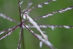 Poaceae