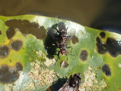 Hydromyza confluens