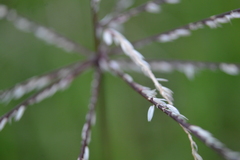 Poaceae