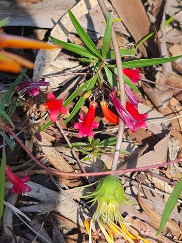 Marianthus erubescens (Marianthus erubescens)