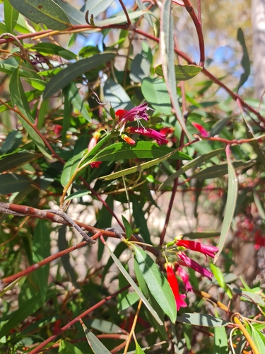 Marianthus erubescens (Marianthus erubescens)