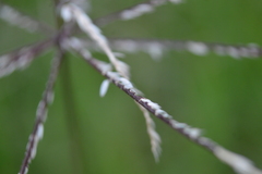 Poaceae