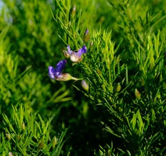 Psoralea azuroides