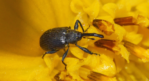 Strawberry blossom weevil photo 4