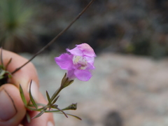 Agalinis peduncularis