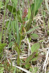 Rumex lapponicus