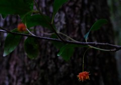 Pterocelastrus rostratus