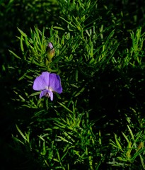 Psoralea azuroides
