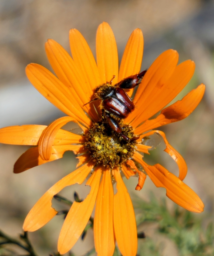 Pachycnema calcarata