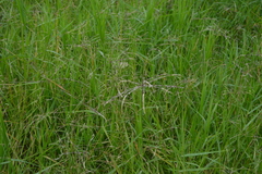 Poaceae