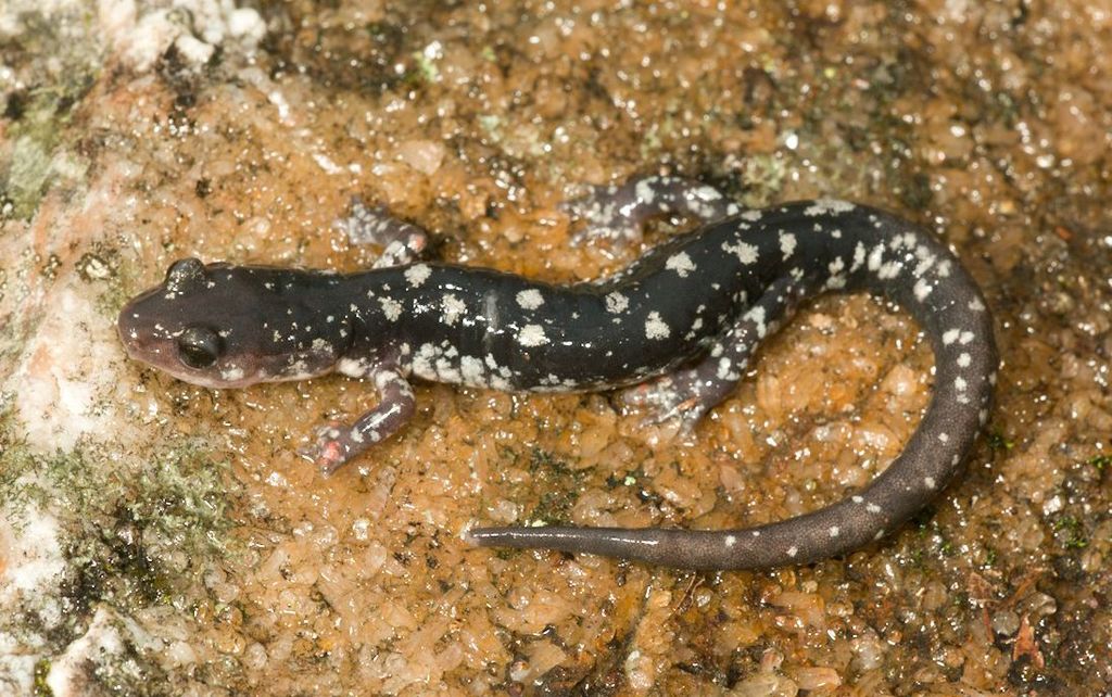 Fourche Mountain Salamander