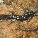 Plethodon fourchensis - Photo (c) Kory Roberts, μερικά δικαιώματα διατηρούνται (CC BY-NC), uploaded by Kory Roberts