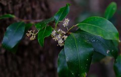 Pterocelastrus rostratus