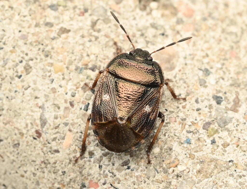 Adomerus variegatus