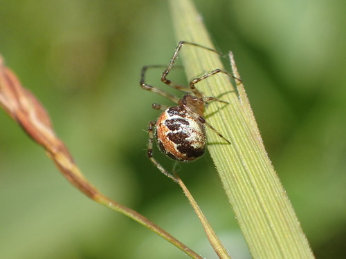 Painted Cobweb Weaver photo 4