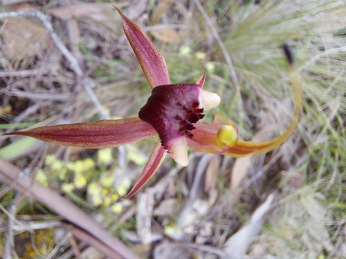Image of Caladenia clavigera by (c) Brendan Costello, some rights reserved (CC BY)