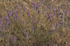 Dalea ornata