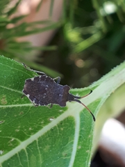 Enoplops scapha