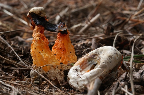 Clathrus bicolumnatus