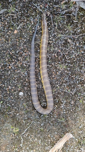 Tiger Snake sighting