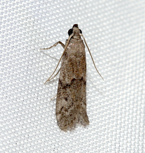 Dried Fruit Moth photo 4