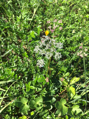 Ligusticum scothicum