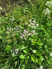 Ligusticum scothicum