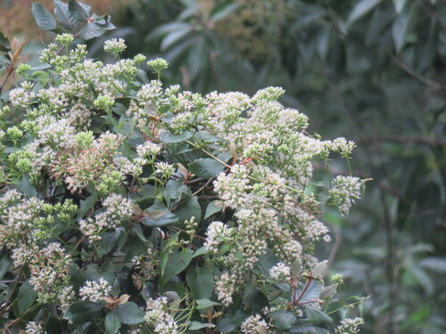 African Hempvine (Mikania chenopodiifolia)