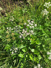Ligusticum scothicum