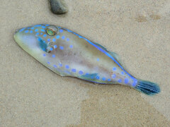 Bluefin Leatherjacket photo 3