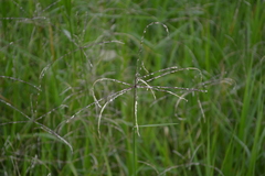 Poaceae