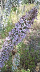 Liatris carrizana