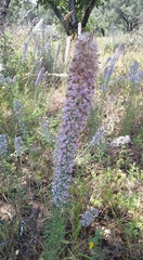 Liatris carrizana