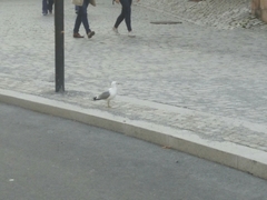 Larus canus