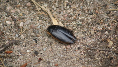Dytiscus verticalis